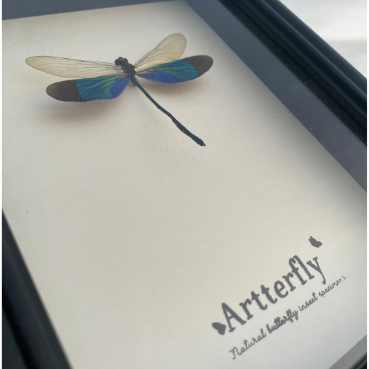 Neurobasis chinensis.-Authentic Butterfly Shadow Box Frame Specimen Decorative Painting For decor