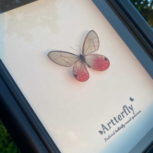 Cithaerias aurorina.-Authentic Butterfly Shadow Box Frame Specimen Decorative Painting For decor