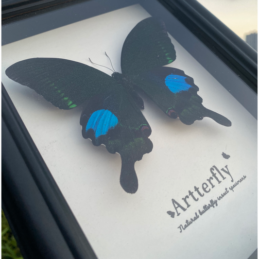 Papilio bianor-Authentic Butterfly Shadow Box Frame Specimen Decorative Painting For decor