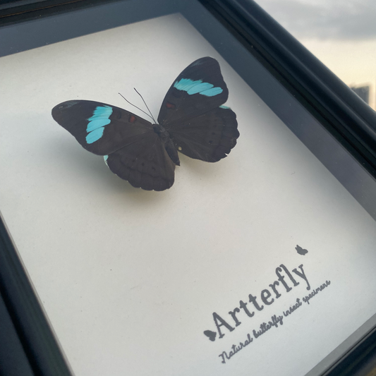 Nessaea hewitsonii-Authentic Butterfly Shadow Box Frame Specimen Decorative Painting For decor