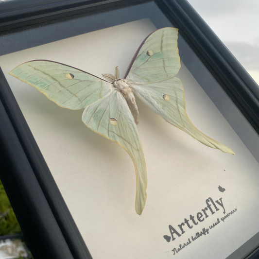 Actias selene.-Authentic Butterfly Shadow Box Frame Specimen Decorative Painting For decor