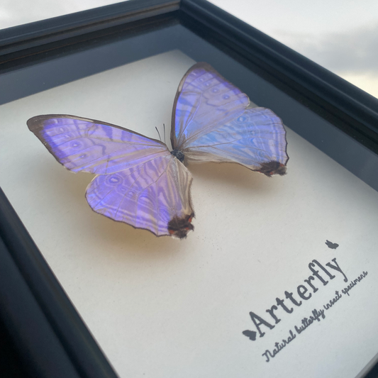 Morpho sulkowskyi.-Authentic Butterfly Shadow Box Frame Specimen Decorative Painting For decor