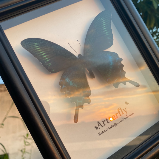 Papilio maackii.-Authentic Butterfly Shadow Box Frame Specimen Decorative Painting For decor